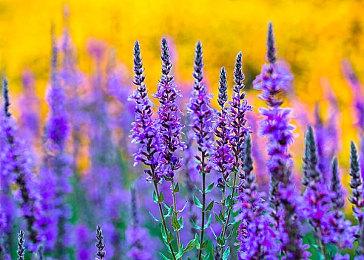 《无主之地4》加入血腥、断肢效果 战斗更爽快了、支持中文配音