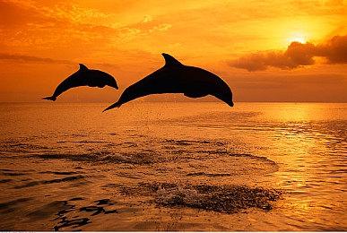 《Merry Bunny Garden》新预告 大雷美女不停摇